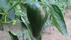 Pablano pepper