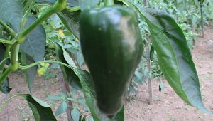 Pablano pepper