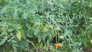 Marglobe tomato plant