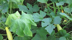 Straightneck squash