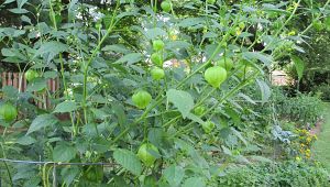 Tomatillo