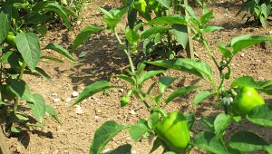 Various sweet peppers