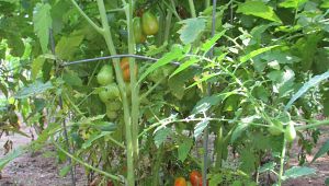 Roma tomatoes