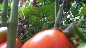 Roma tomatoes