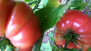 Brandywine tomatoes