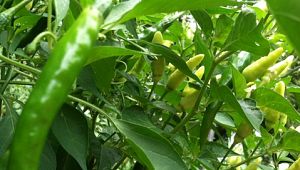 Self-Propagating Hot and Sweet Peppers